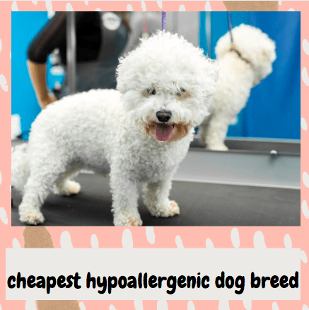 cheapest hypoallergenic dog breed