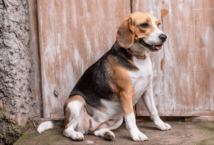 Beagle - best dog breeds for hiking