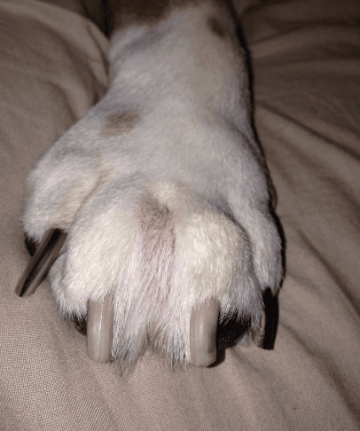What do sebaceous cysts look like in dogs