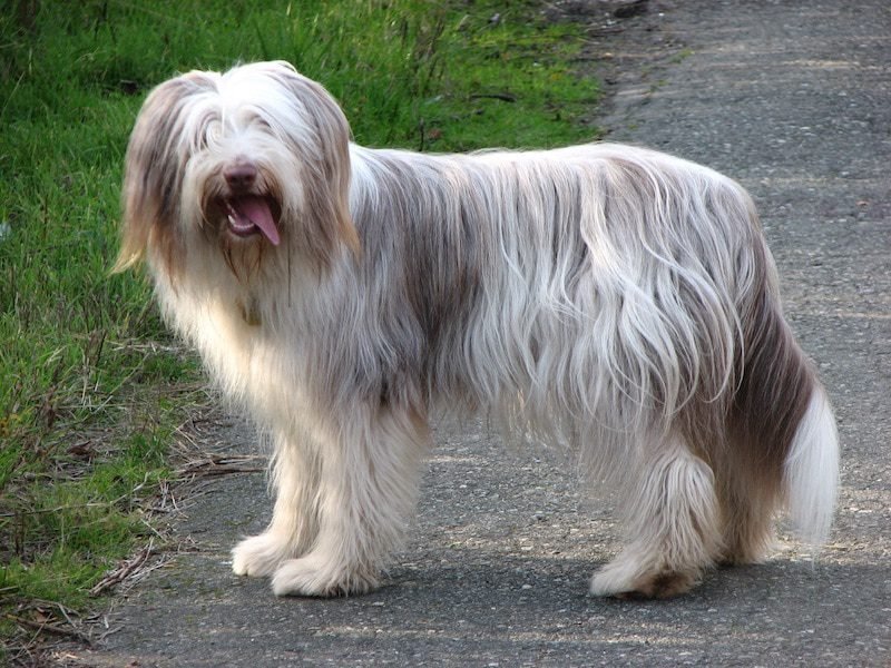 What Is The Cutest Thing You've Ever Seen a Dog do - Bearded Collie