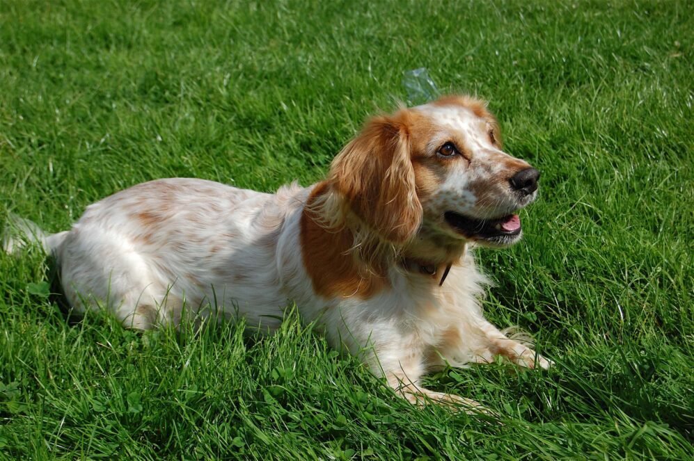 What Is The Cutest Thing You've Ever Seen a Dog do - English Cocker Spaniel red