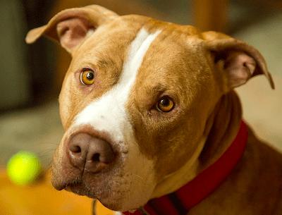 Breed Type: Golden Retriever & Pitbull Terrier