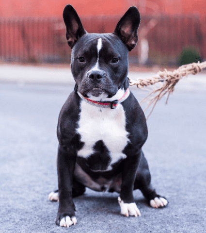  What mix of dog breeds created the pit bull - french pitbull