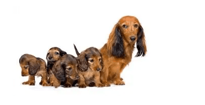 Why won't my dog feed her puppies?