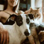 The top 10 pet insurance companies from 2020 - 2021