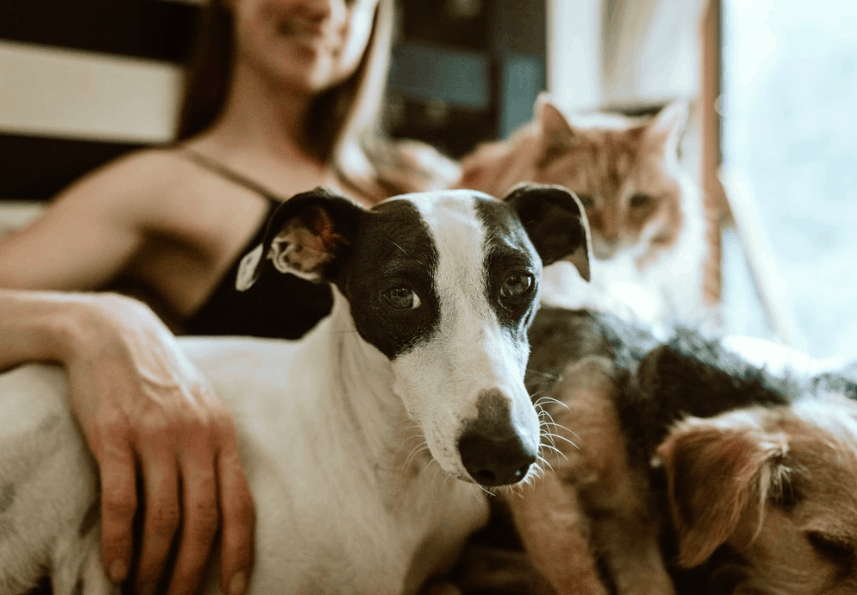 The top 10 pet insurance companies from 2020 - 2021