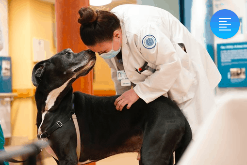 Dogs are making life easy for nursing residents