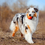 Do Australian Shepherds like to cuddle? Everything you need to know Australian Shepherd Dog, Price, Size, Temperament and Colors