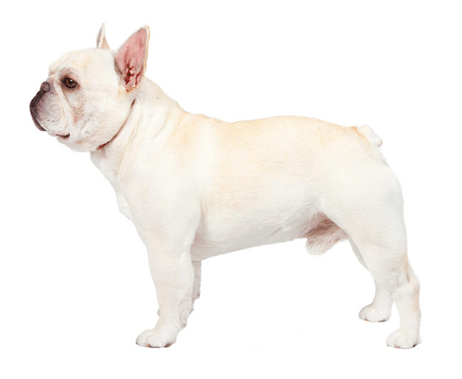 french bulldog picture