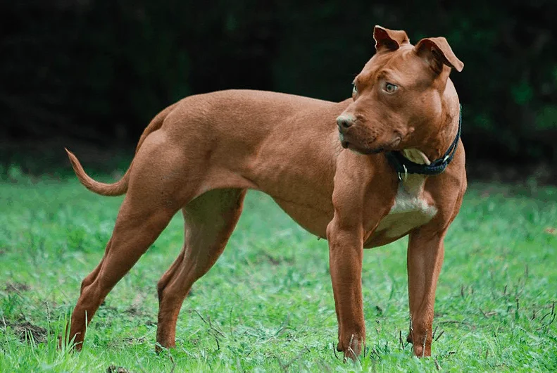 The American pit bull terrier size, Health, Temperament and History