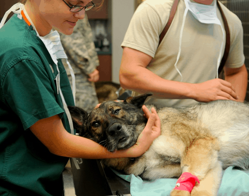 How Much Do Vets Make Texas