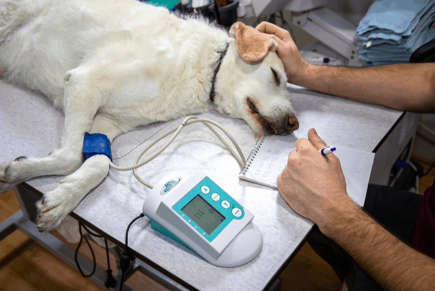 Cuánto ganan los veterinarios en Estados Unidos y Canadá 2020?