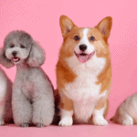 Are dogs better than Cats? Top 7 Reasons Dogs Are Better Than Cats