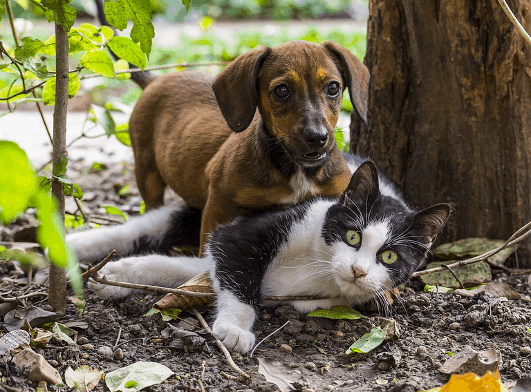 Top 7 Reasons Dogs Are Better Than Cats