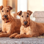 what dogs are hypoallergenic