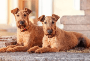 Top 5 Tekenen Dat Een Hond Op Sterven Ligt Hondengedrag Voor De Dood