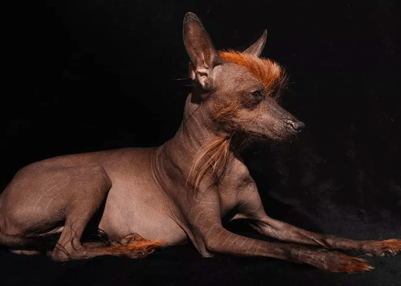 Peruvian Inca Orchid dog breed