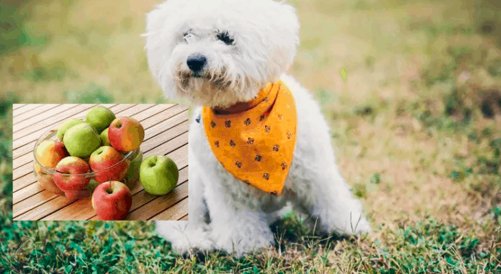 犬はリンゴを食べることができますか 上 10 フルーツ犬は食べることができるし できない
