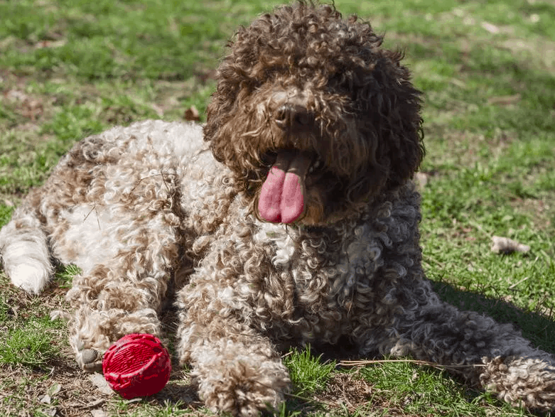 Lagotto Romagnolo Dog breed