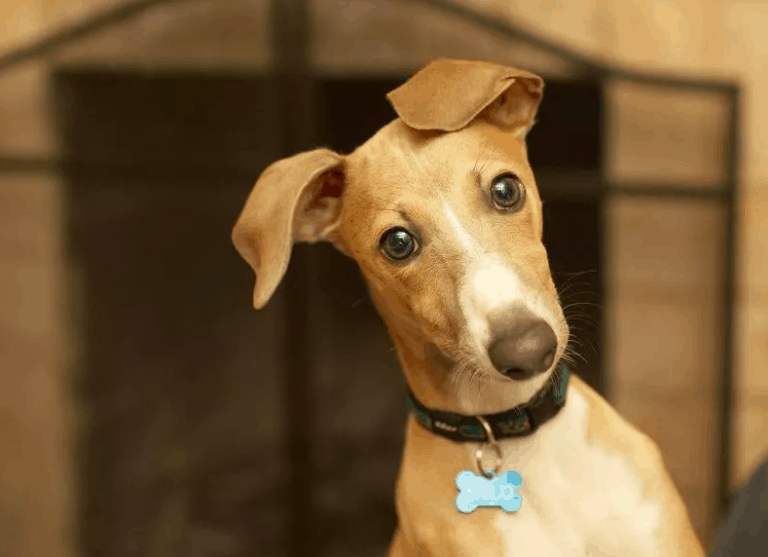 Cheapest Hypoallergenic Dog Breed 10 Best Non Shedding Dogs