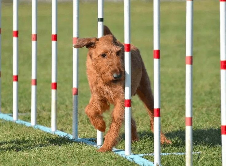 Cheapest Hypoallergenic Dog Breed 10 Best Non Shedding Dogs