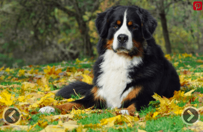 Bernese Mountain Dog