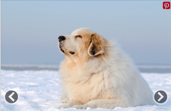 Great Pyrenees