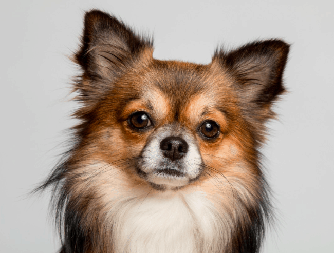 ボストンテリアチワワミックス犬の気質 健康とコスト
