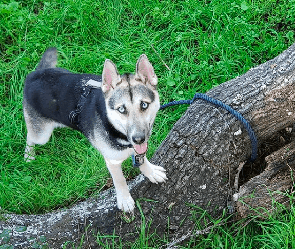 Top 10 Des Choses Que Vous Devez Savoir Sur Le Melange De Berger Allemand Husky