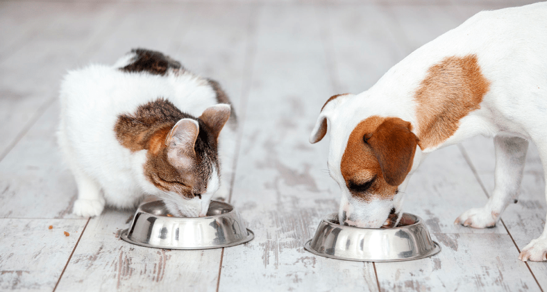 Eating Pet Foods - dog food, Can Cats Eat Dog Food?