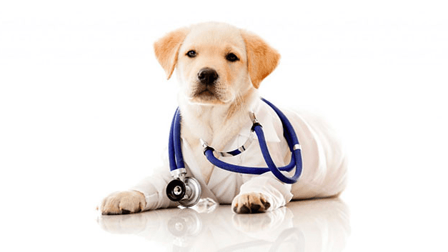 Pet Insurance in Canada: Is it worth it? Top 10 Pet Insurance Companies