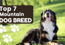 Top 7 Mountain Dog Breeds with their common Lifestyle Top 7 Mountain Dog Breeds with their common Lifestyle