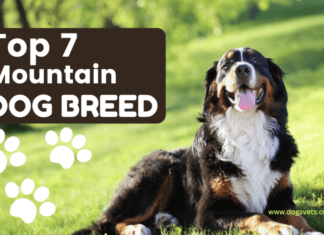 Top 7 Mountain Dog Breeds with their common Lifestyle Top 7 Mountain Dog Breeds with their common Lifestyle