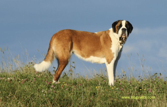 saint bernard mountain dog