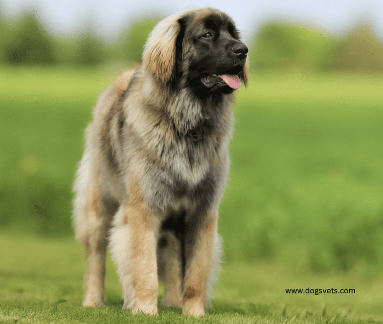 Leonberger Mountain Dog Breeds