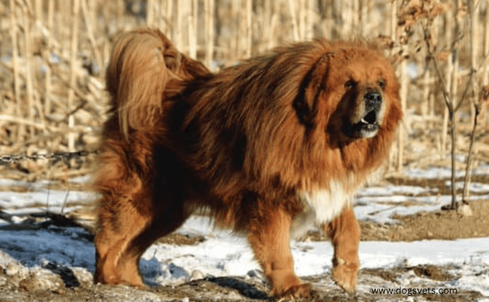 The Tibetan Mastiff Dog