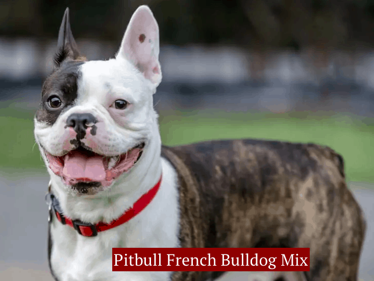 French Bulldog Mix