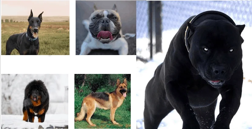 Top 24 Most Dangerous Dogs In The World 2020 2021 With Photos