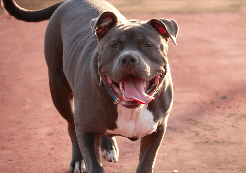 世界で最も危険な犬のトップ24 写真付き