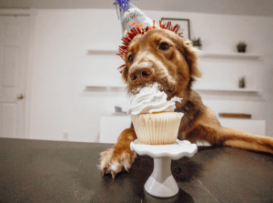 Kunnen Honden Appels Eten Top 10 Fruit Dat Honden Wel En Niet Kunnen Eten