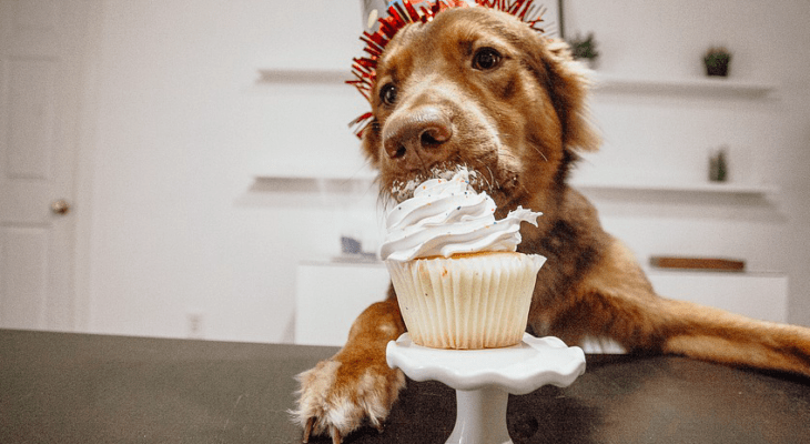 dog with cake