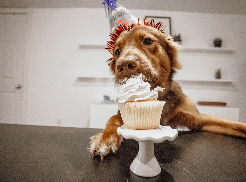 Can Dogs Eat Cake? 5 reasons you should not feed your dog with cake