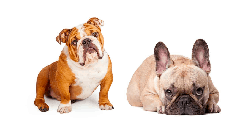 Free Lance Bulldog Archives 犬の獣医 トレンドの犬の物語