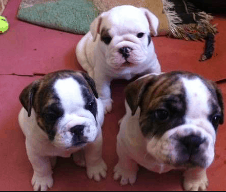 english bulldog french bulldog mix puppies