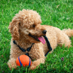 Toy Poodle full grown Dog Appearance, Height, Weight, Price and Facts