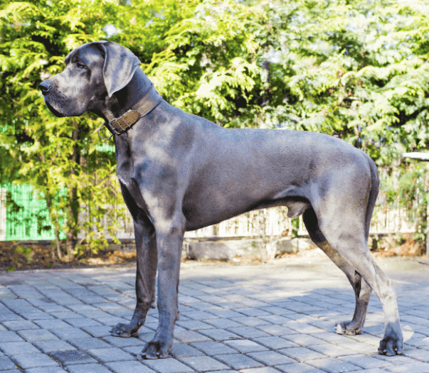 كل ما تحتاج لمعرفته حول Great Dane Bull Mastiff Mix بول دانيفز