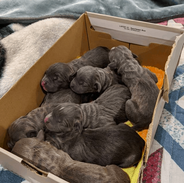 for sale blue nose pitbull puppies