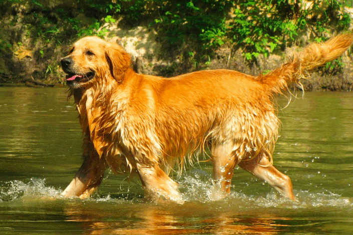 Golden Retriever is also one of the best companion dogs