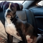 The great dane pitbull mix + Top 10 Great Dane Mixes dog breeds