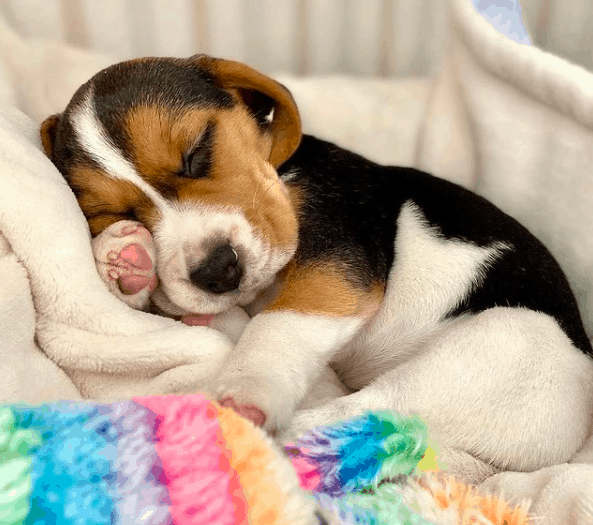 how much do pocket beagles cost